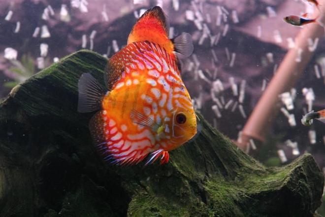freshwater fish - rainbow pigeon discus stocking in 72 gallons tank - Most beautiful discus ever.