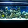 55 gallons saltwater fish tank (mostly fish, little/no live coral) - 55 gallon 5 months now.