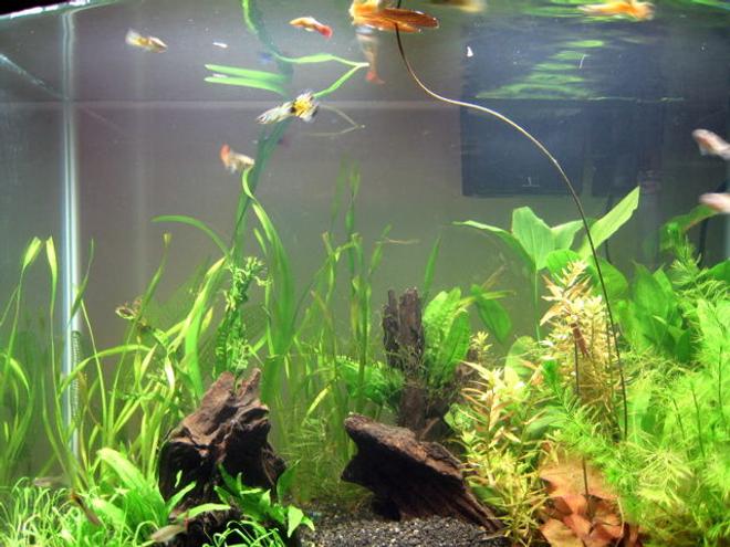 28 gallons planted tank (mostly live plants and fish) - Blurry fish