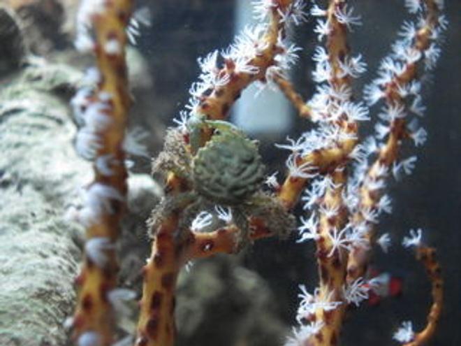 corals inverts - diodogorgia nodulifera - yellow finger gorgonian stocking in 120 gallons tank - My Emerald Crab, Elphaba, climbing on the Yellow Gorgonian.