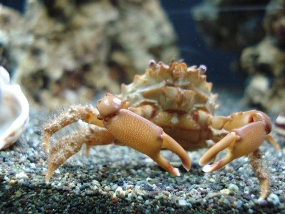 corals inverts - camposcia retusa - spider decorator crab stocking in 120 gallons tank - Crabzilla!