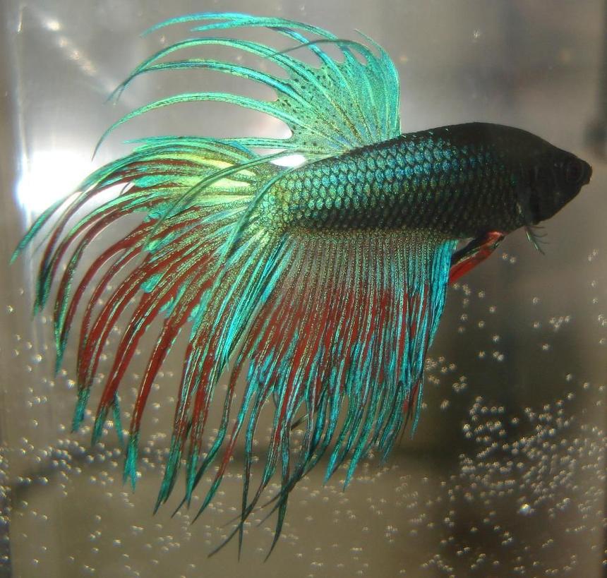 Rated #26: Freshwater Fish - Betta Splendens - Crown Tail Betta Stocking In 55 Gallons Tank - Betta Splendens "Crowntail" male