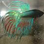 freshwater fish - betta splendens - crown tail betta stocking in 55 gallons tank - Betta Splendens "Crowntail" male