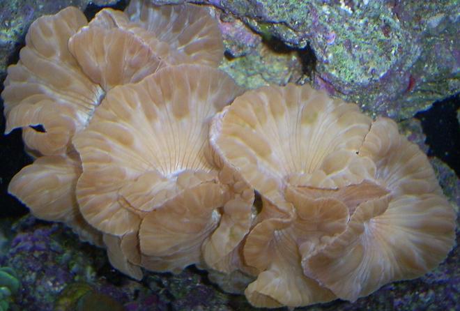 corals inverts - nemanzophyllia turbida - fox coral stocking in 110 gallons tank - Fox coral