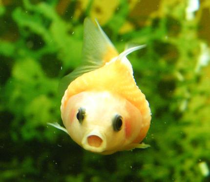 freshwater fish - carassius auratus - goldfish stocking in 32 gallons tank - Mini Gold Fish