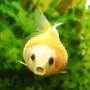 freshwater fish - carassius auratus - goldfish stocking in 32 gallons tank - Mini Gold Fish