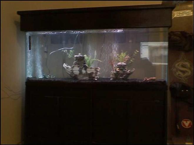 55 gallons freshwater fish tank (mostly fish and non-living decorations) - New tank for my dwarf puffers.