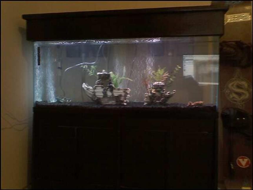 Rated #416: 55 Gallons Freshwater Fish Tank - New tank for my dwarf puffers.