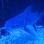 freshwater fish - arius jordani - columbian shark stocking in 55 gallons tank - Ever seen Jaws? 2 Hexanematichthys seemanni -columbine catfish, silvertip cat they went from fresh to salt in just 6 mos