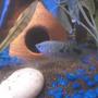 fish tank picture - Opaline Gourami