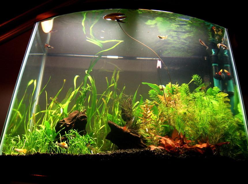 Rated #1664: 28 Gallons Planted Tank - looking up