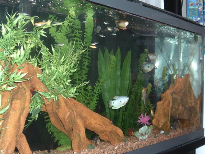 55 gallons freshwater fish tank (mostly fish and non-living decorations) - my tank
