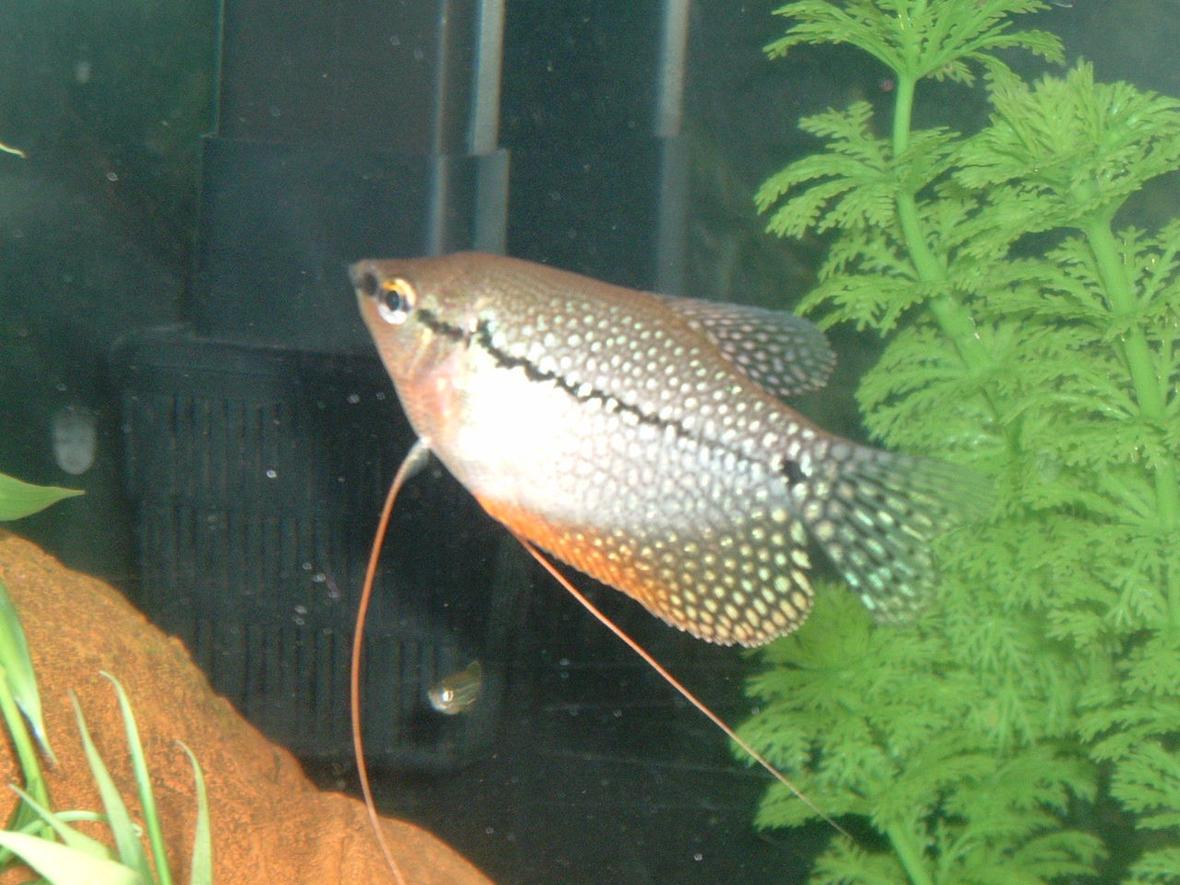 freshwater fish - trichogaster leeri - pearl gourami stocking in 55 gallons tank - pearl gouarami