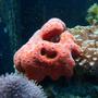 corals inverts - psuedaxinella lunaecharta - red ball sponge stocking in 72 gallons tank - Ball Sponge and Daisy Coral