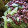 corals inverts - psuedaxinella lunaecharta - red ball sponge stocking in 46 gallons tank - merrily growing sponge
