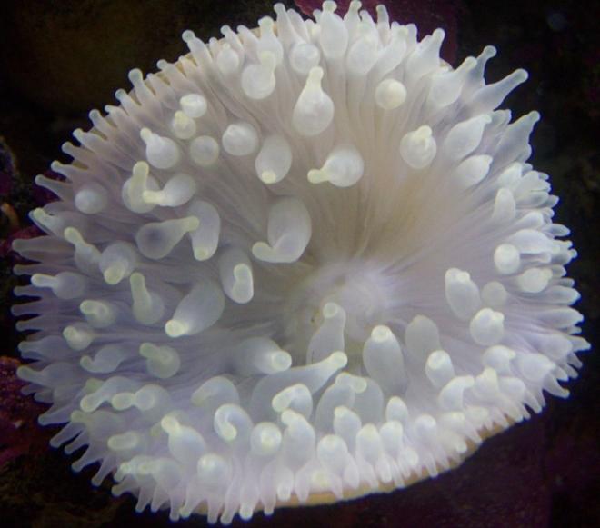 corals inverts - entacmaea quadricolor - bulb anemone stocking in 46 gallons tank