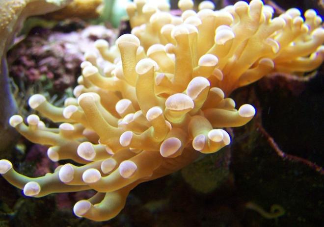 corals inverts - euphyllia paradivisa - frogspawn coral stocking in 46 gallons tank