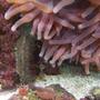 corals inverts - entacmaea quadricolor - rose anemone stocking in 46 gallons tank - Happy Cucumber :)