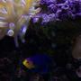 corals inverts - condylactis sp. - haitian reef anemone stocking in 46 gallons tank -