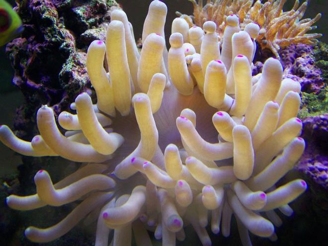 corals inverts - condylactis sp. - haitian reef anemone stocking in 46 gallons tank