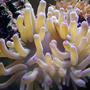 corals inverts - condylactis sp. - haitian reef anemone stocking in 46 gallons tank -