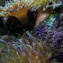 corals inverts - macrodactyla doreensis - long tentacle anemone stocking in 46 gallons tank -