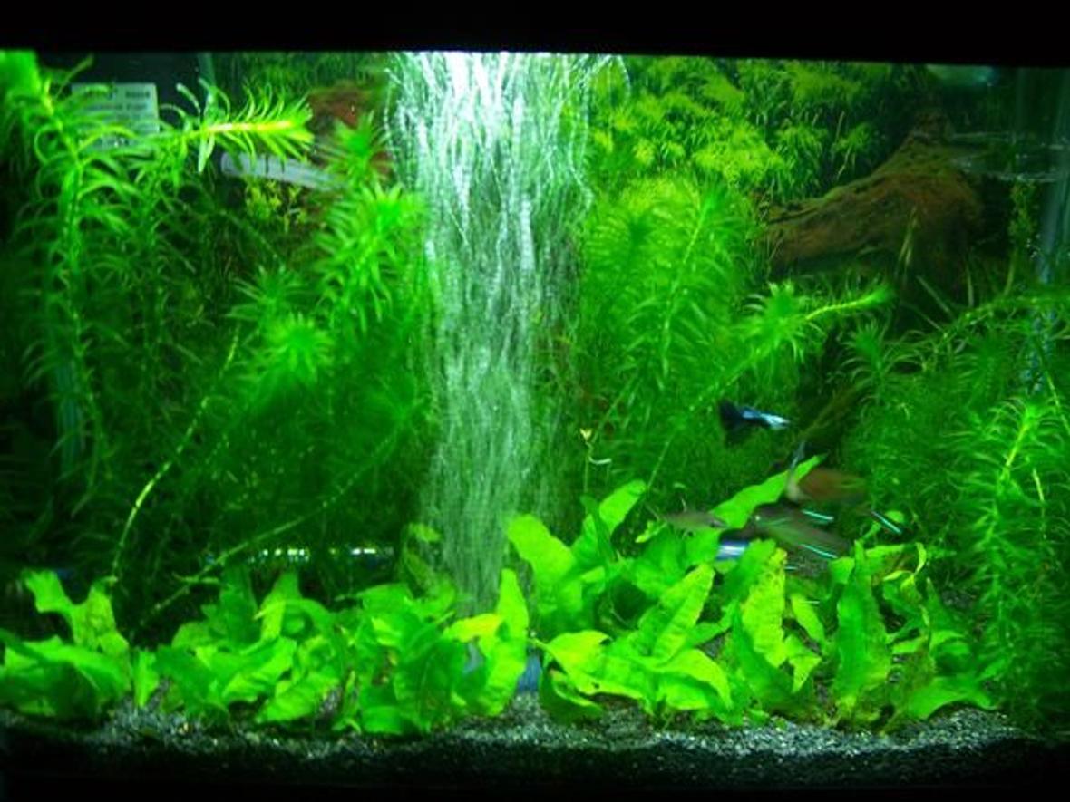 60 gallons planted tank (mostly live plants and fish) - nice little tank with few colourful little fish, really easy to maintain, neva had to clean the glass, waters always crystal clear yet it has the most simple filter