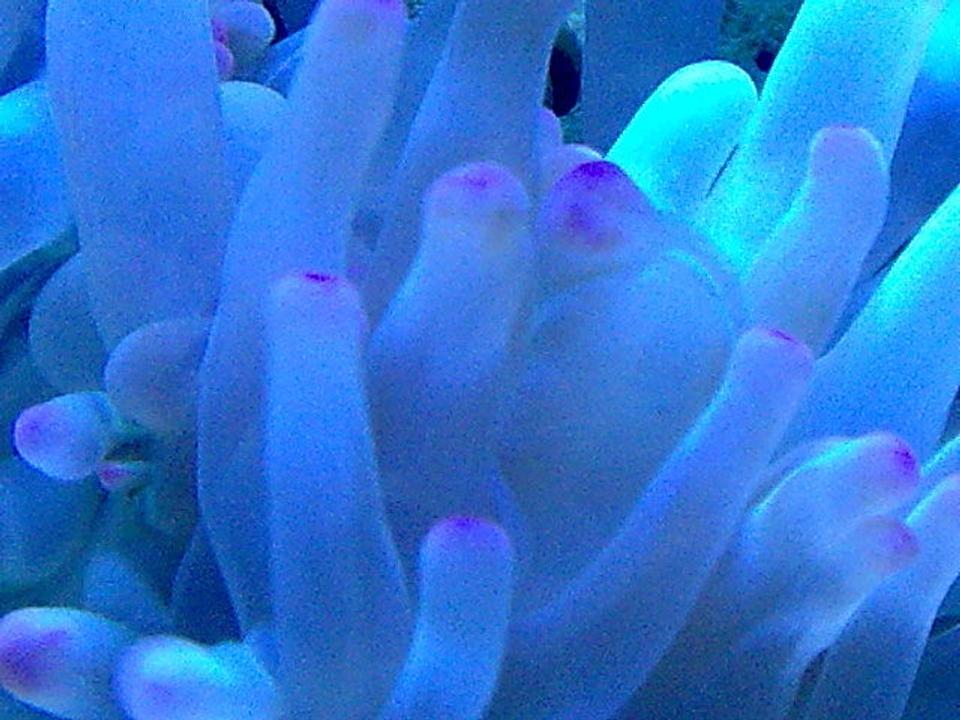 corals inverts - condylactis sp. - haitian reef anemone stocking in 100 gallons tank - bubble tip anemone