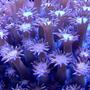 corals inverts - alveopora sp. - alveopora coral stocking in 100 gallons tank - ..