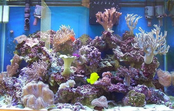 65 gallons reef tank (mostly live coral and fish)