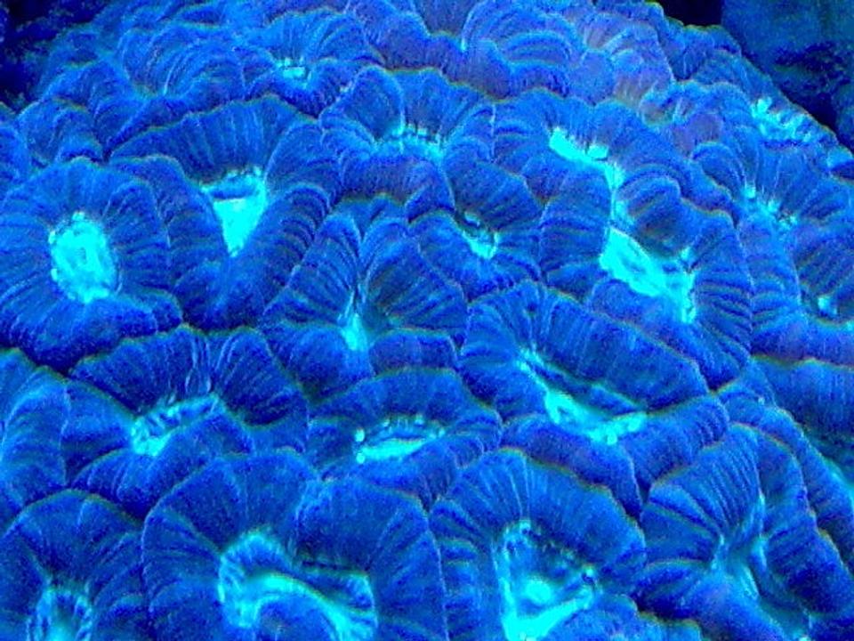 corals inverts - favites sp. - neon eye favia brain stocking in 100 gallons tank - .