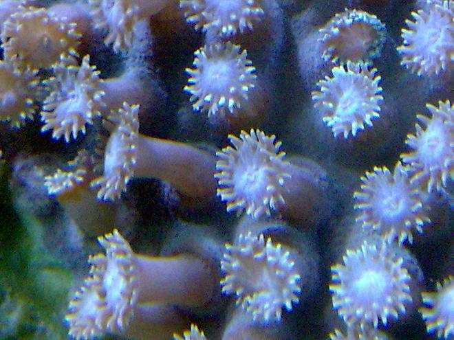 corals inverts - alveopora sp. - alveopora coral stocking in 100 gallons tank - .