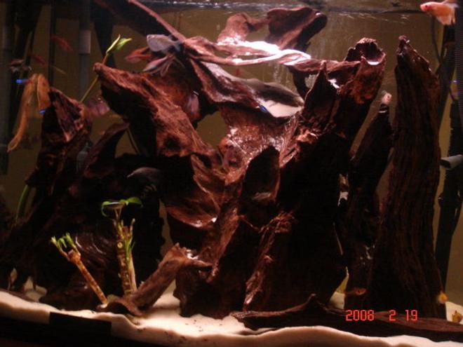 55 gallons freshwater fish tank (mostly fish and non-living decorations) - 50G