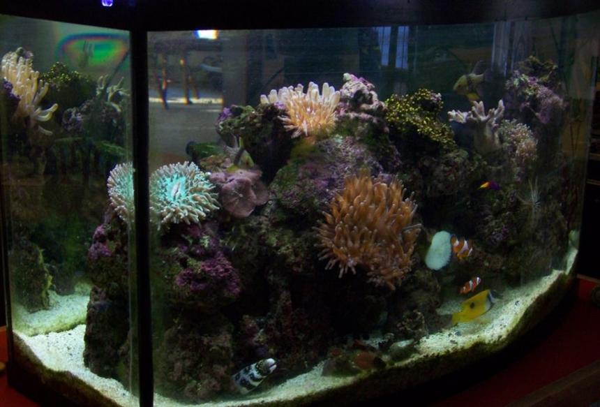 Rated #160: 46 Gallons Reef Tank - 46 gallon, 70 pounds of live rock