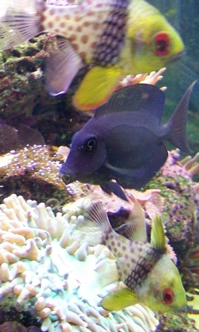 saltwater fish - acanthurus olivaceous - orangeshoulder tang stocking in 46 gallons tank