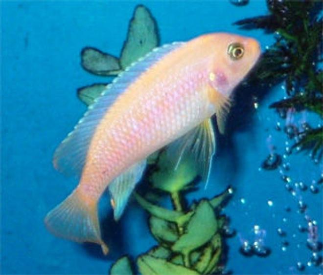 freshwater fish - pseudotropheus estherae - red zebra cichlid stocking in 55 gallons tank - Young adult male Metriaclima estherae (red zebra). 11-12 months old.