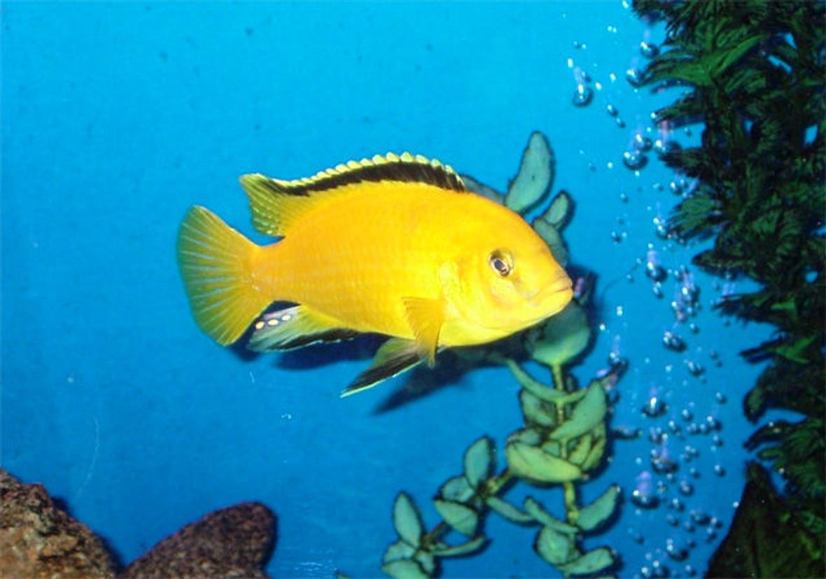 freshwater fish - labidochromis caeruleus - electric yellow cichlid stocking in 55 gallons tank - Adult male Labidochromis caeruleus (Yellow Lab)