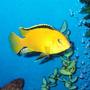 freshwater fish - labidochromis caeruleus - electric yellow cichlid stocking in 55 gallons tank - Adult male Labidochromis caeruleus (Yellow Lab)