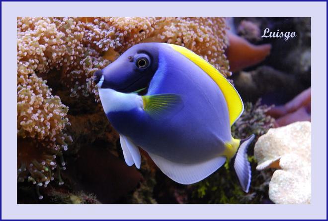 saltwater fish - acanthurus leucosternon - powder blue tang stocking in 125 gallons tank - Powder Blue Tang in my 125 gallons reef