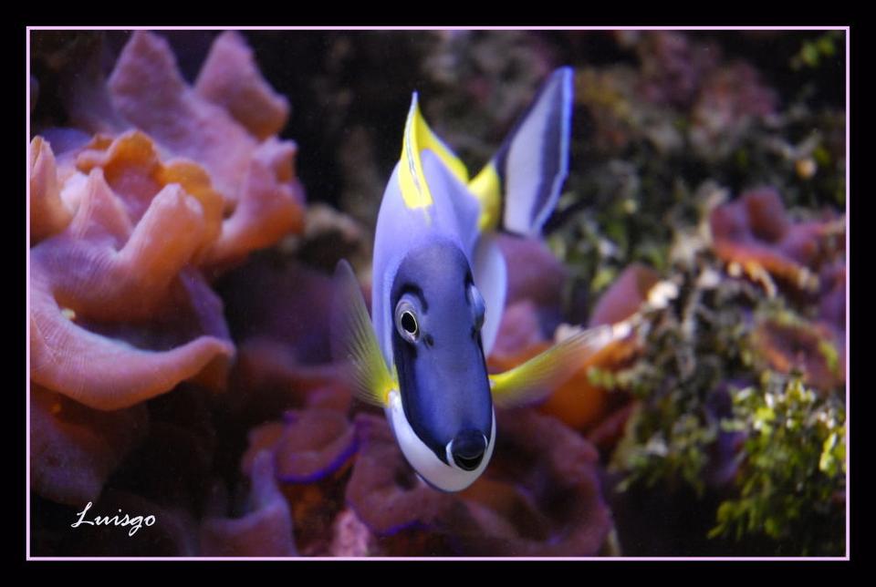 saltwater fish - acanthurus leucosternon - powder blue tang stocking in 125 gallons tank - Powder Blue Tang in my 125 reef