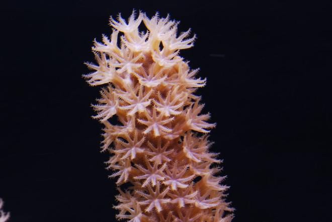 corals inverts - acalycigorgia sp. - blue sea fan stocking in 125 gallons tank - Macro of a Gorgonia in my 125 gallons reef