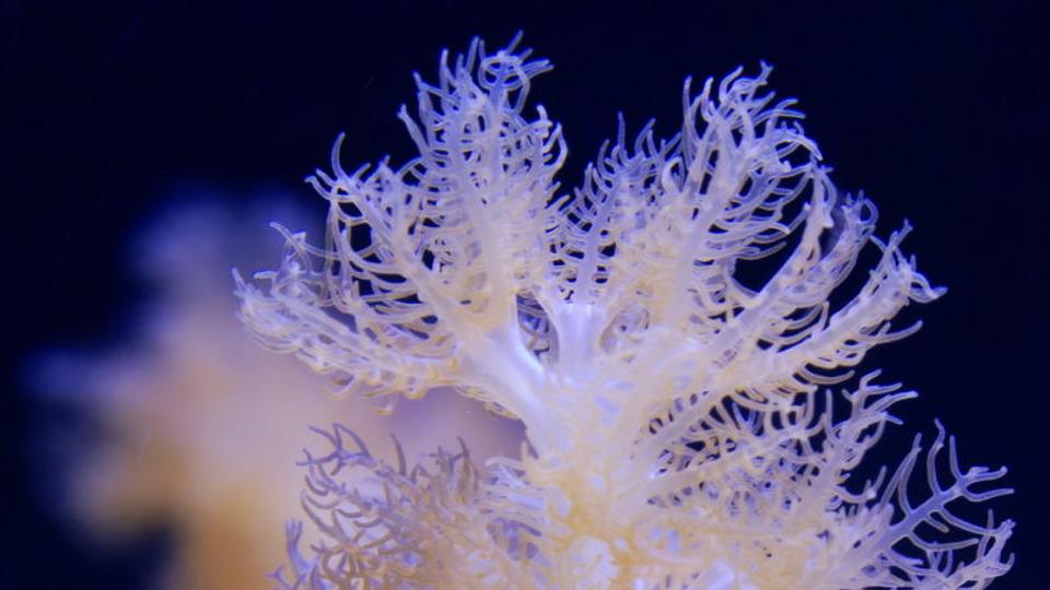 corals inverts - cladiella sp. - cauliflower colt coral stocking in 125 gallons tank - Macro of Colt Coral in my 125 gallons reef