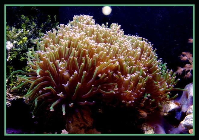 corals inverts - euphyllia paranchora - hammer / anchor coral, branching stocking in 125 gallons tank - Green Hammerhead coral