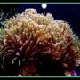 corals inverts - euphyllia paranchora - hammer / anchor coral, branching stocking in 125 gallons tank - Green Hammerhead coral