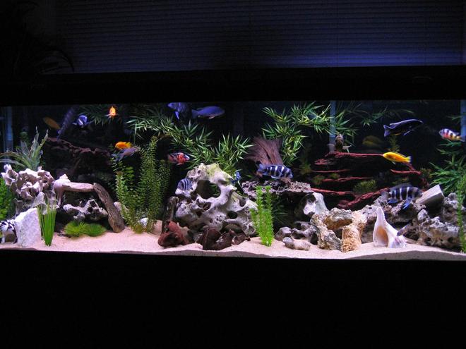 125 gallons freshwater fish tank (mostly fish and non-living decorations) - 125 Gallon African Cichlid Tank