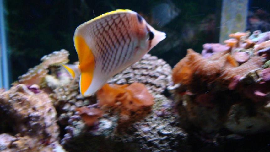 Rated #88: Saltwater Fish - Chaetodon Xanthurus - Pearlscale Butterfly Stocking In 150 Gallons Tank - Butterfly Fish