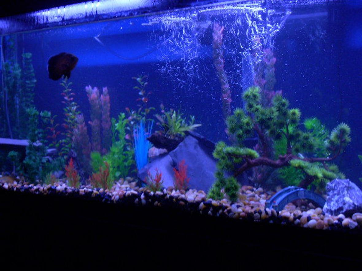 55 gallons freshwater fish tank (mostly fish and non-living decorations) - 55 gallon walmart tank with 1 oscar and 2 plec 1 snail