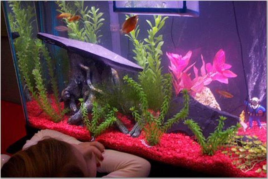 Rated #3271: 55 Gallons Freshwater Fish Tank - Eleanor looking at her fish