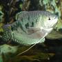freshwater fish - trichogaster trichopterus - blue gourami stocking in 110 gallons tank - Blue Gourami