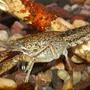 corals inverts - procambarus sp. - marble crayfish stocking in 110 gallons tank - Crawdad